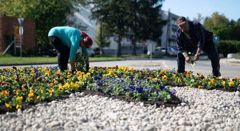 Ha kilopják az ágyásokból a virágokat, ezen a településen biztosan nem pótolják