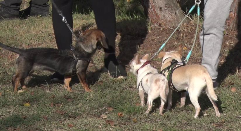 Hat lábon a természetben – újra futottak Bajcsán