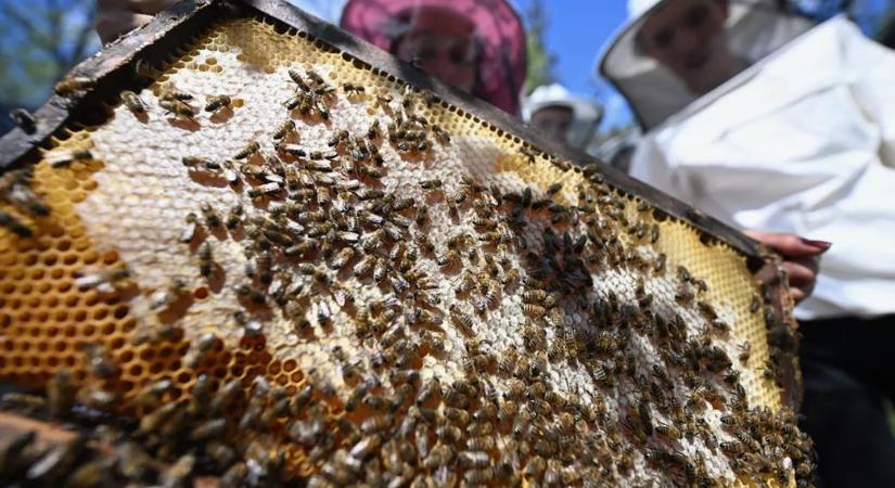 Hihetetlen, milyen csodaszert rejt a méhek virágpora