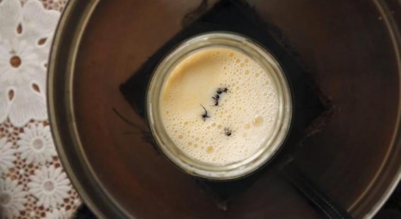 Rémjoghurt: hangyákkal és Michelin-séfekkel alkották újra az ősi joghurtreceptet
