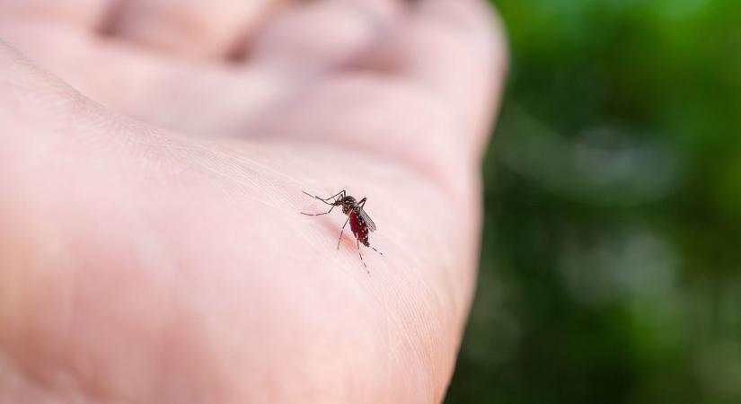 Nyugat-nílusi lázzal fertőzött beteget jelentettek Csongrád-Csanád vármegyében