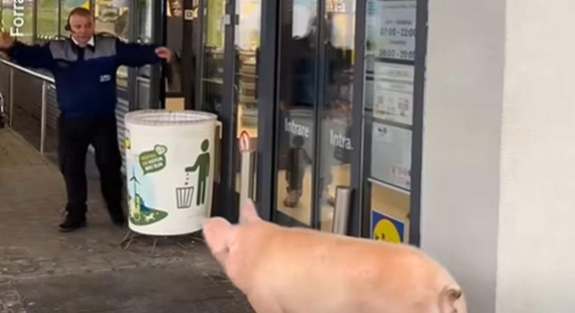 Román mindennapok: be akart menni egy disznó a Lidlbe, de nem engedték be szegényt (VIDEÓ)