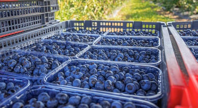 Nyereséges szezont zárhattak az áfonyatermelők