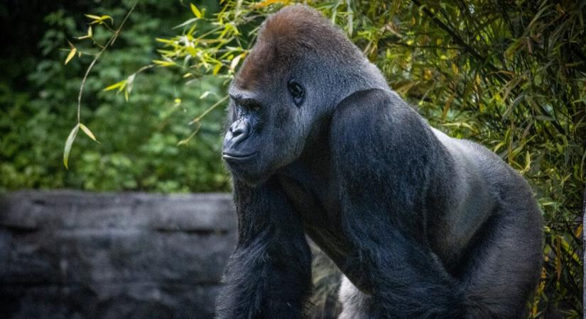 Teljesen begőzölt egy gorilla az állatkertben – betörte az üvegfalat, úgy tombolt