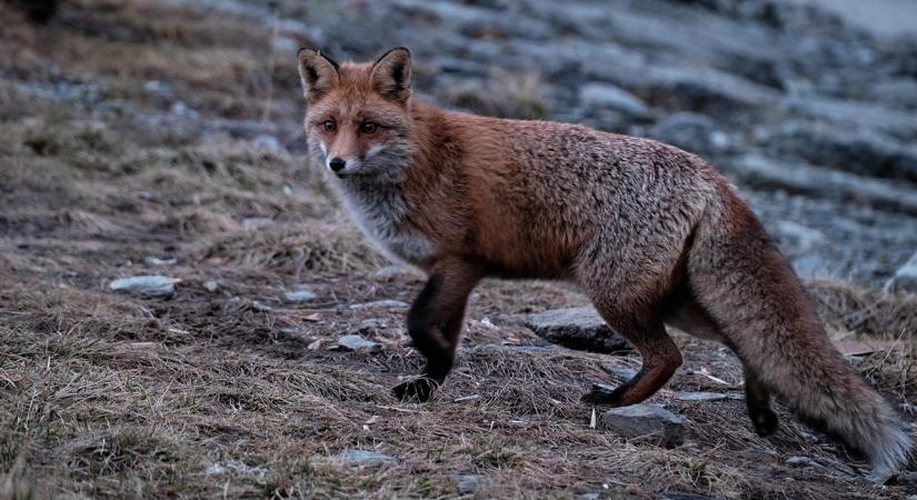 Állattartók, figyelem, veszett rókát találtak