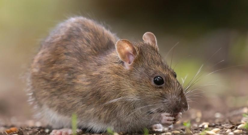 Ezerrel irtják a rágcsálókat Szombathelyen