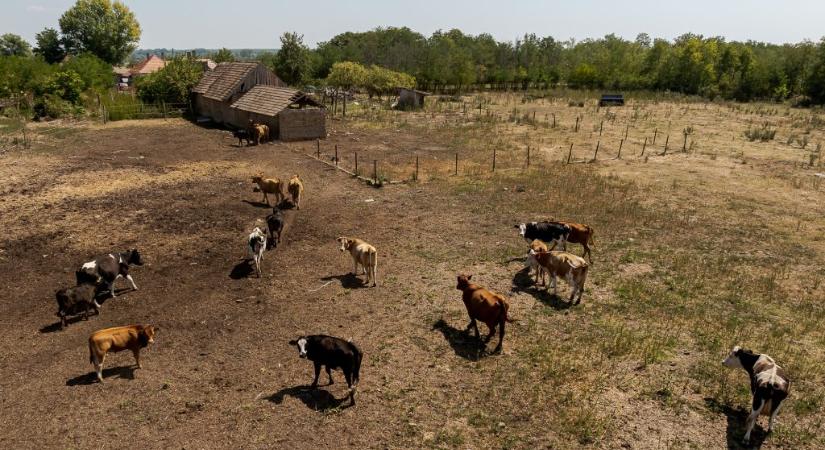 Elvette a legelőket a Balaton-felvidéki Nemzeti Park a gulyásoktól Somogyszentpálon