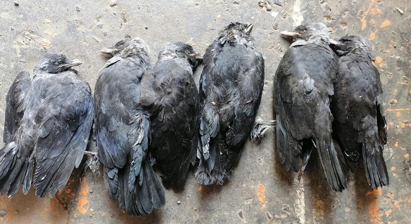 Megvan a toxikológiai eredmény, kiderült, mi végzett ezekkel az állatokkal
