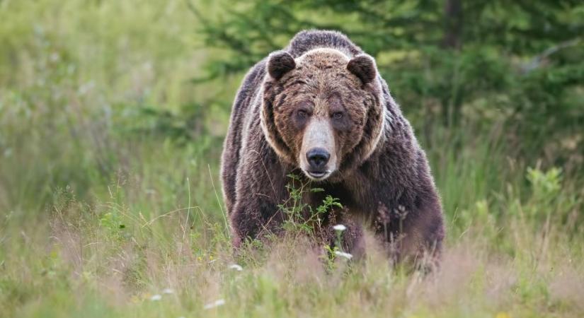 A vadásztársaságok kivárnak, a medvék által okozott károk halmozódnak