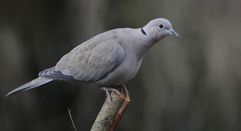 Potyázó galambot taposott agyon az éhes állatkínzó