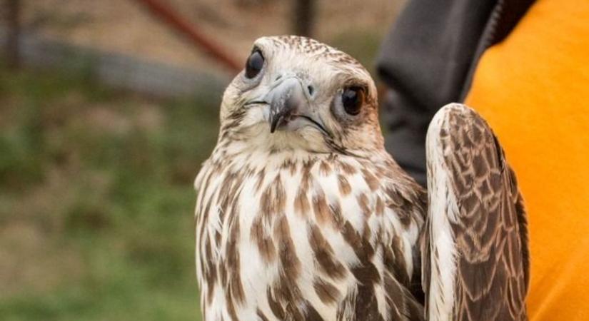 Kerecsensólymot engedtek szabadon a Hortobágyi Madárparkban