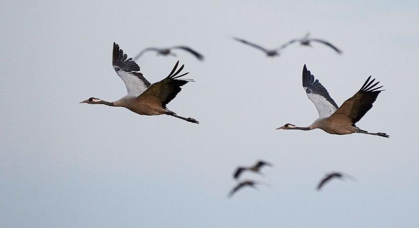 Közel 140 ezer daru éjszakázik a Hortobágyon