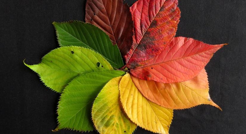 Levélmulcs dekorációként: koszorú, járda és ágyás őszi díszben