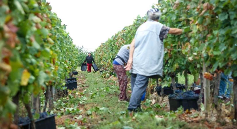 Véget ért a szüret a borvidéken: az eredmények jók, de a gazdák aggódnak a jövőjük miatt (videóval)
