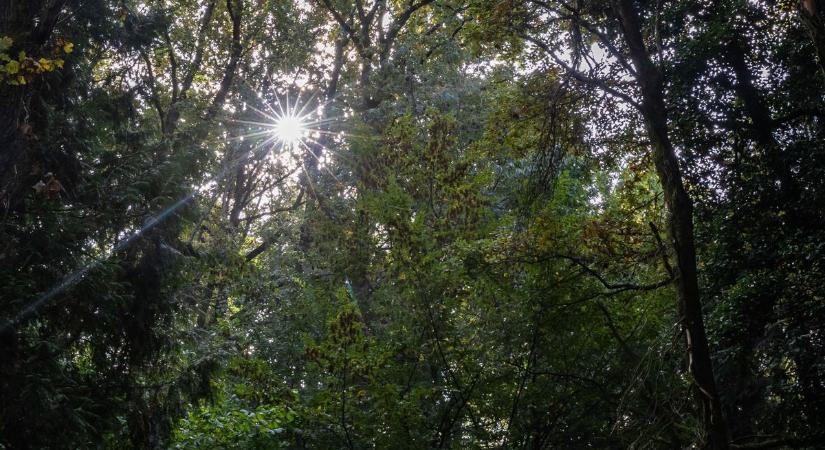 Csodáld meg az Agostyáni Arborétumot őszi képekben!