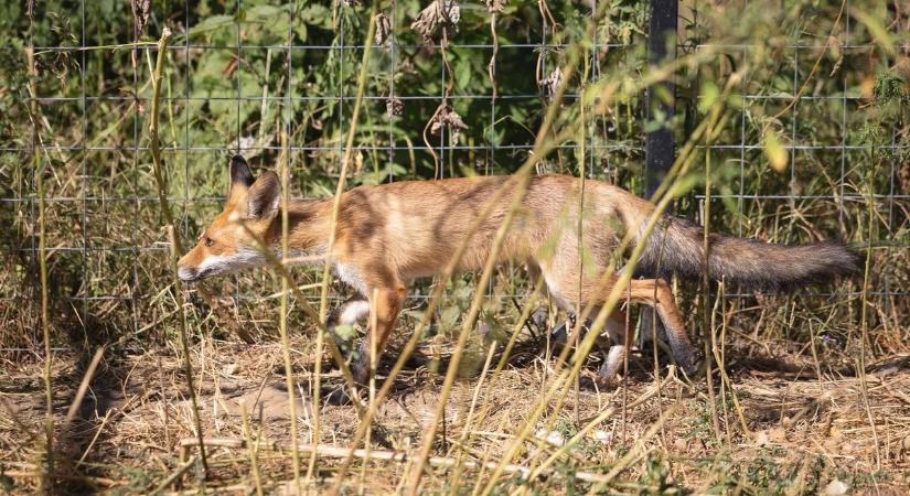 Veszett rókát találtak, Debrecenben derült ki, valóban fertőzött