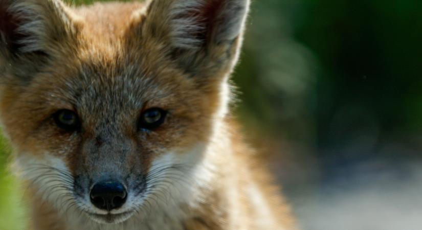 Figyelmeztetés érkezett, veszett rókát találtak – mutatjuk, mit kell tenni