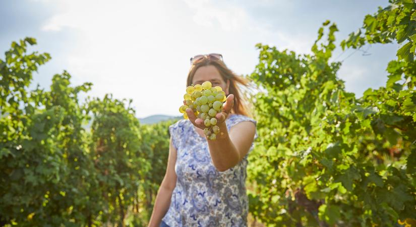 Kimunkált értékek Bodrogkeresztúrról – 25 éves a Tokaj Nobilis