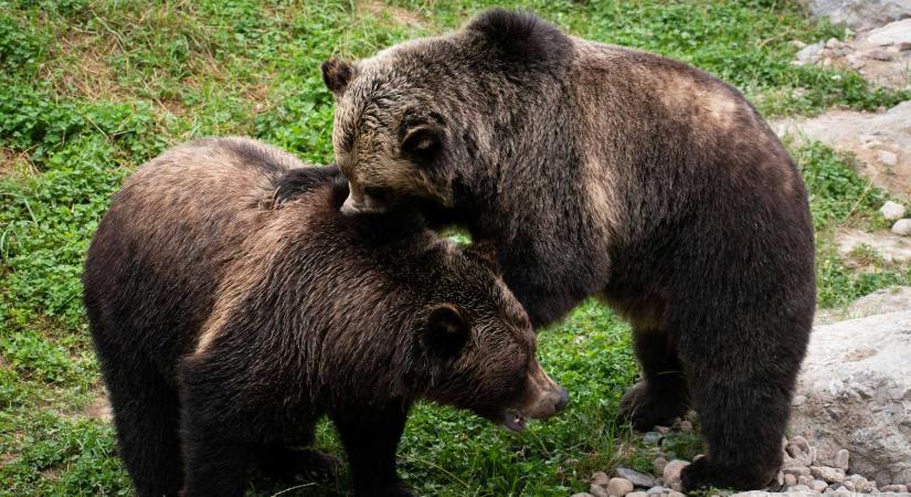 Kilőtték az anyjukat – a marosvásárhelyi állatkert gondozza az árva medvebocsokat