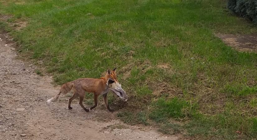 Több helyen is rókát láttak Egerben az utóbbi napokban