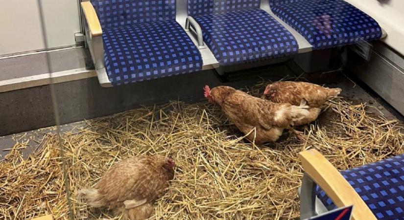 Három csirke utazott az Essenből Kölnbe tartó vonat első osztályú kocsijában, rendőröket hívtak rájuk