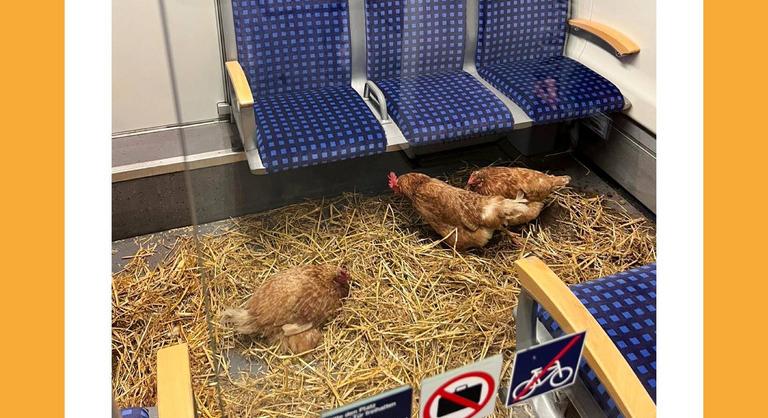 Szalmával kibélelt csirkeóllá alakítottak ismeretlenek egy fülkét egy kölni vonaton