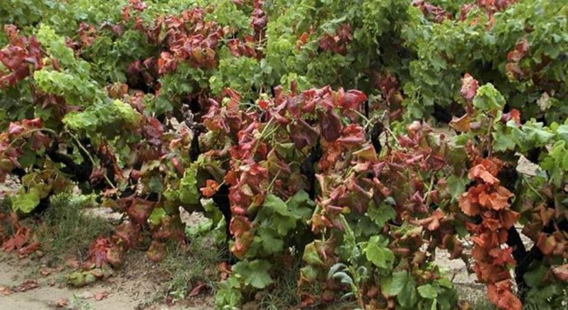 Aranyszínű sárgaságot okozó fitoplazma - Küszöbön az új filoxéra vész?