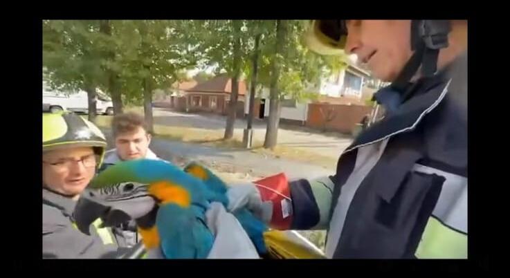 Videón, ahogy madzagba tekeredett papagájfiókát mentenek a tűzoltók Cegléden