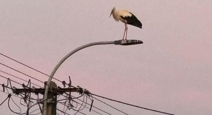 Váratlan vendég a somogyi faluban: egy feltűnő ragadozó tartja izgalomba a környéket