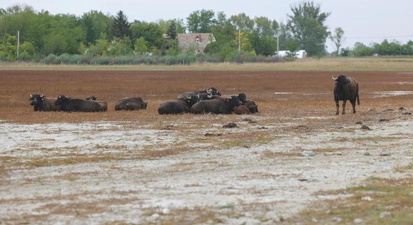 Sétálj a bivalyok között, nézz körül a tó felett, milliárdos látogatóközpont nyílik Mórahalmon