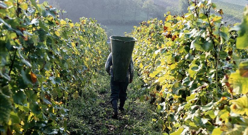 Már a Tokajban és a Mátrában is jelen van a szőlővész