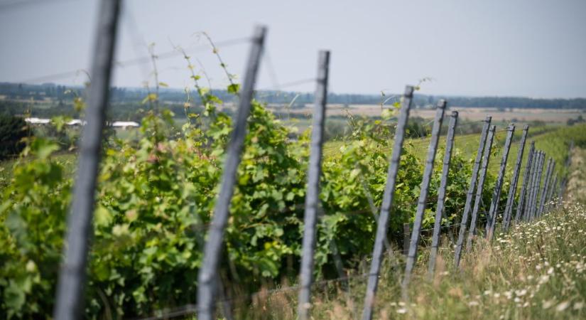 Tokajban is megjelent az aranyszínű sárgaság, már 20 borvidék fertőzött