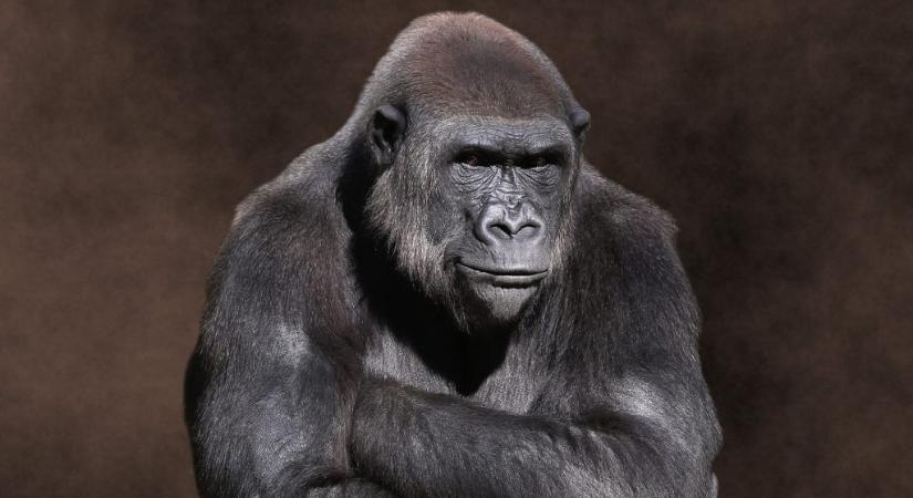 Betörte kifutója üvegfalát a rohamozó gorilla