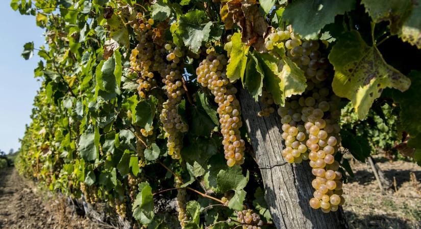 A tokaji borvidéket is elérte a szőlővész