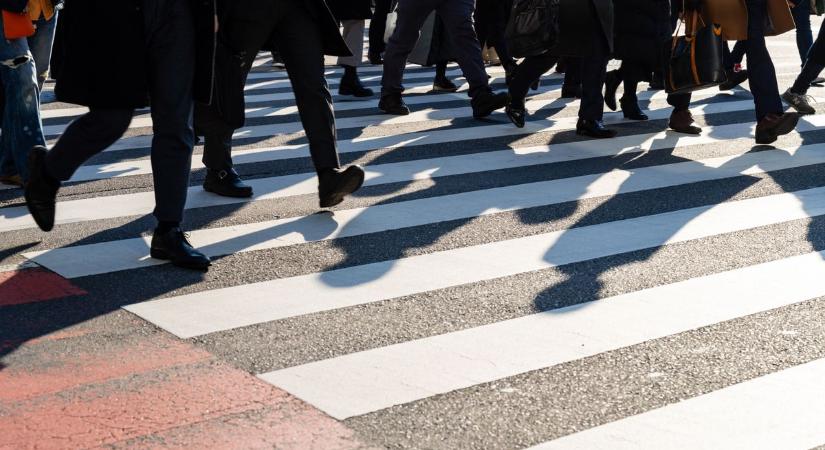 Kiderült, miért került 14 millióba két zebra Mártélyon, nemcsak festék kellett