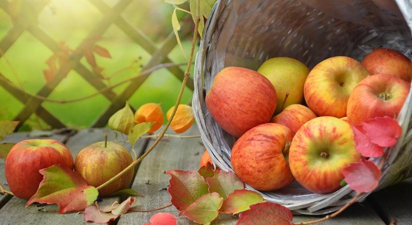 Vegyszer nélkül: hasznos tanácsok őszi betegségek ellen