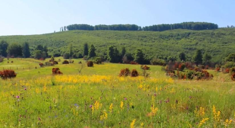 Szénfekete erdei állat a Bükkben – ritka látvány Borsodban! (fotó)