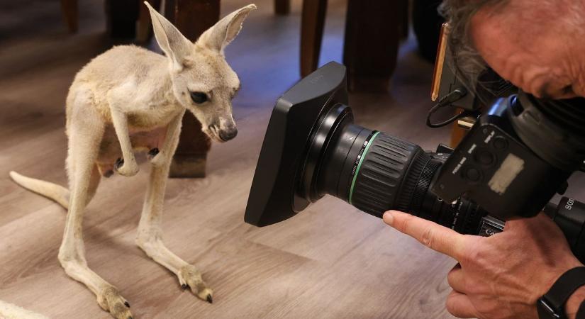 Cukiságbomba Nyíregyházán: az igazgató irodájában ugrándozott a kis kenguru (fotók, videók)