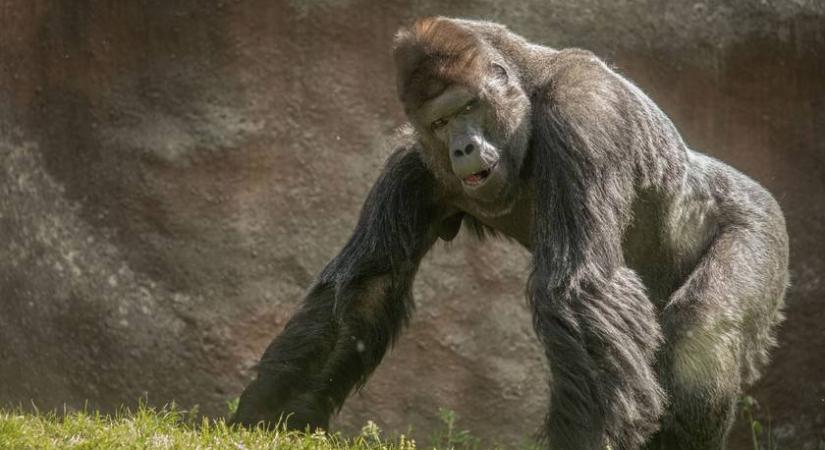 Halálra rémültek az állatkerti látogatók: agresszíven tombolt az egyik gorilla