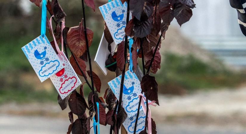 Újszülöttek köszöntése alkalmából ültettek fát Szentkirályszabadján