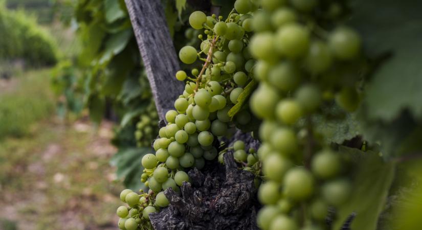 Elérte a tokaji borvidéket is a végzetes szőlőbetegség