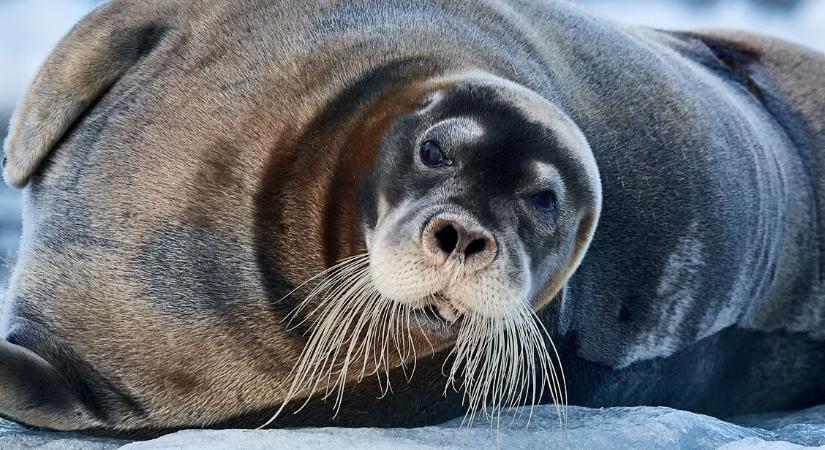 Fajok a kihalás közelében: az emberi tevékenység és az éghajlatváltozás miatt is veszélyben vannak az állatok