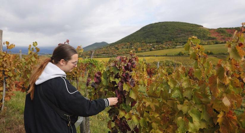 Elrendelték a zárlatot: a Balaton déli partját is elérte a végzetes szőlőbetegség
