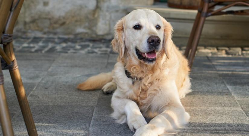 Nyolc éven át azt hitte a nő, hogy egy golden retrievert fogadott örökbe, majd jött a DNS-teszt