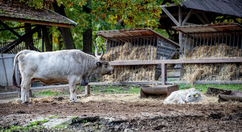 Ennél cukibbat ma még nem látott! A Miskolci Állatkert szeptemberi újszülöttjét látogattuk meg