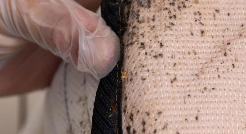 Ennyiért irtják az ágyi poloskát Borsodban