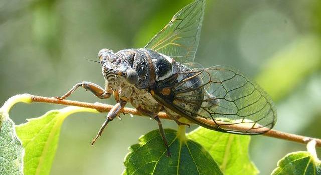 Újabb hatékony segítség érkezik a szőlőkabóca elleni védekezéshez, elindult a drónos felderítés és permetezés