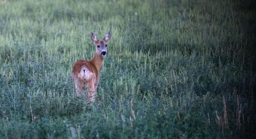 Megszaporodtak a vadbalesetek: mutatjuk a legveszélyesebb útszakaszokat (videó)