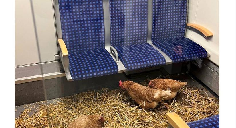 Első osztályú tojás melegében szállítva- avagy tyúkok a vonaton!