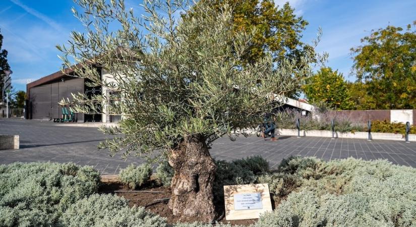 Újabb mediterrán növényekkel zöldítik Győr belvárosát